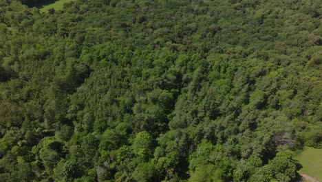 Dense-Thicket-Near-Kinnekulle-Stenbrott-Quarry-In-Sweden