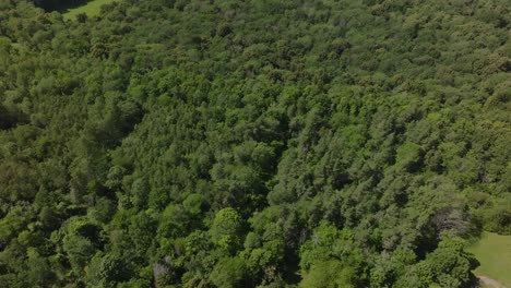denso matorral cerca de la cantera de kinnekulle stenbrott en suecia