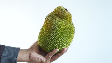 hand holding a jackfruit