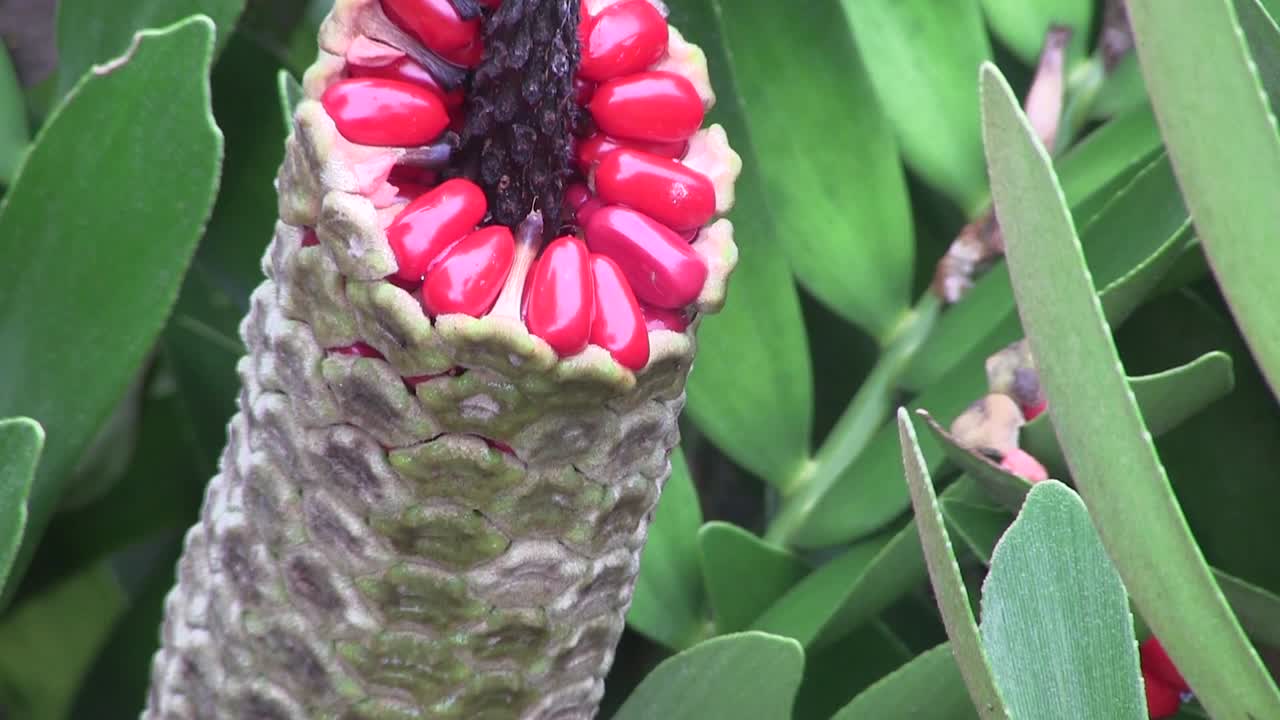 에버글레이즈에서 붉은 씨를 뿌린 식물의 근접 촬영