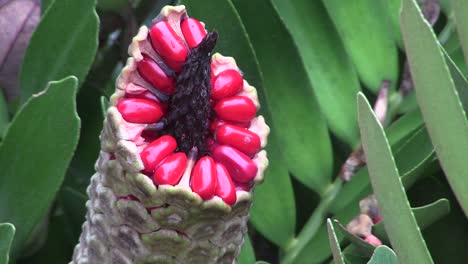 closeup of a redseeded plant in the everglades