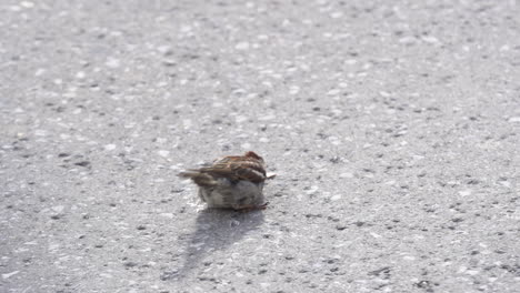 sparrow-eating-slow-motion-hoping-out-of-scene