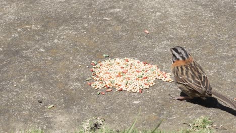 gorrión de cuello rufo se acerca y come las semillas de los pájaros que quedan en el suelo