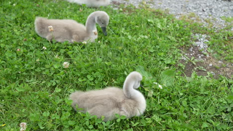 fluffy grey cygnets resting and grazing in vibrant green clover field