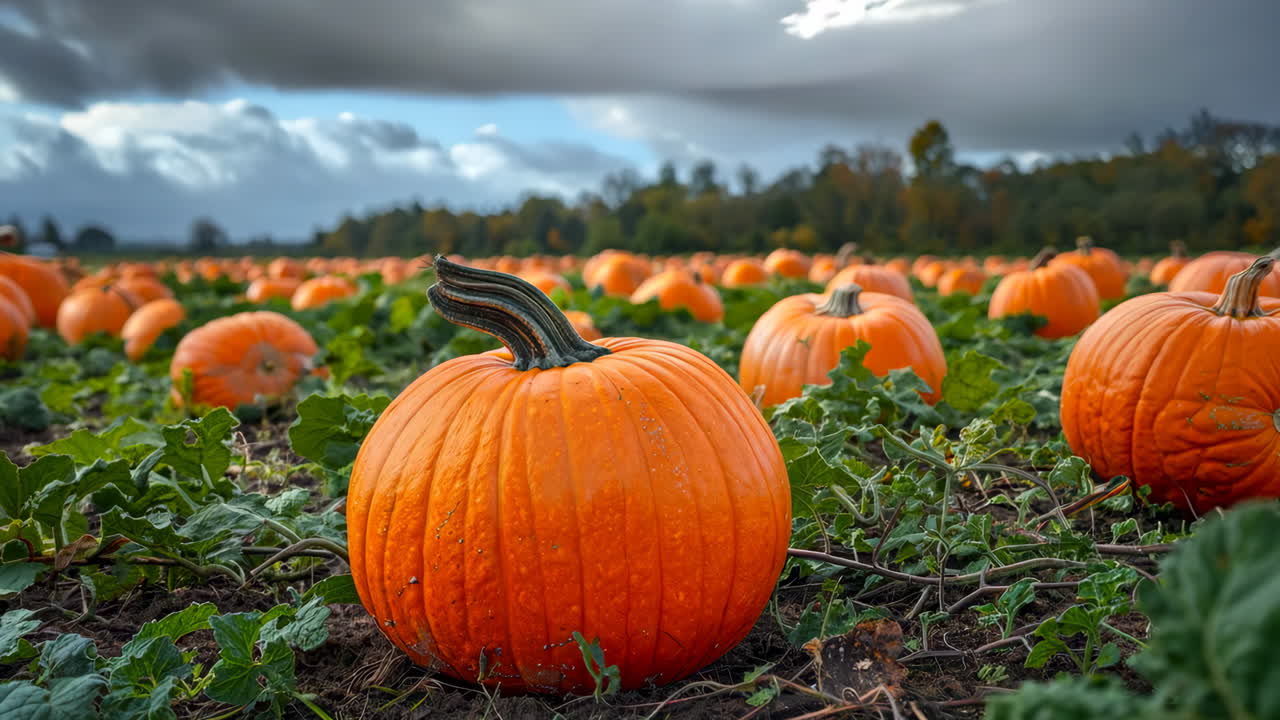 Vibrant Pumpkins Growing in a Sunny Field During Autumn Harvest. Bright orange pumpkins are scattered across a lush green field under a partly cloudy sky.