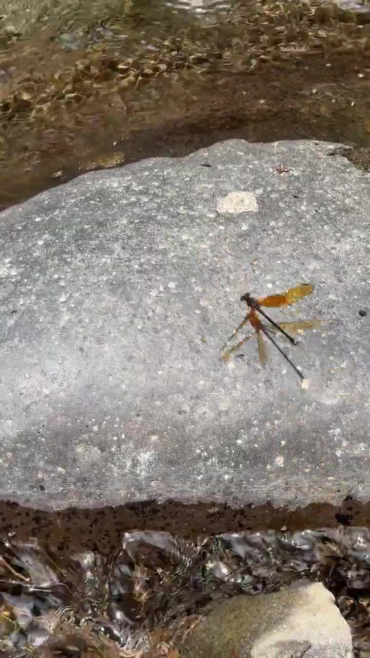 Red Damselfly Resting on a River Rock