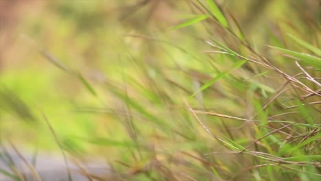 Close-up-of-tall-grasses-as-they-sway-in-the-wind