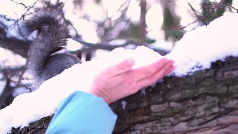 squirrel eating snow from a hand in winter