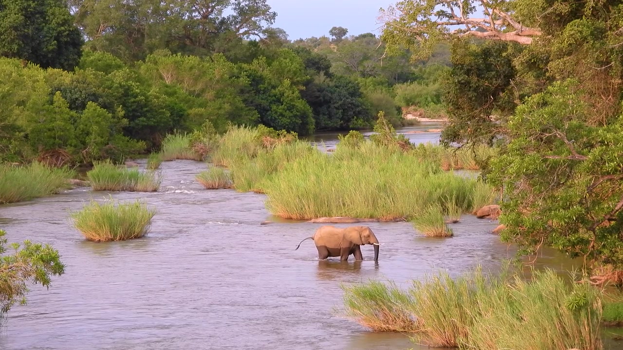 Elephant calf wading through a river in a lush green landscape, surrounded by tall grass and trees, showcasing the beauty of african wildlife at Kruger National Park, South Africa