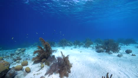 fpv style: seascape with various fish, coral, and sponge in the coral reef of the caribbean sea, curacao