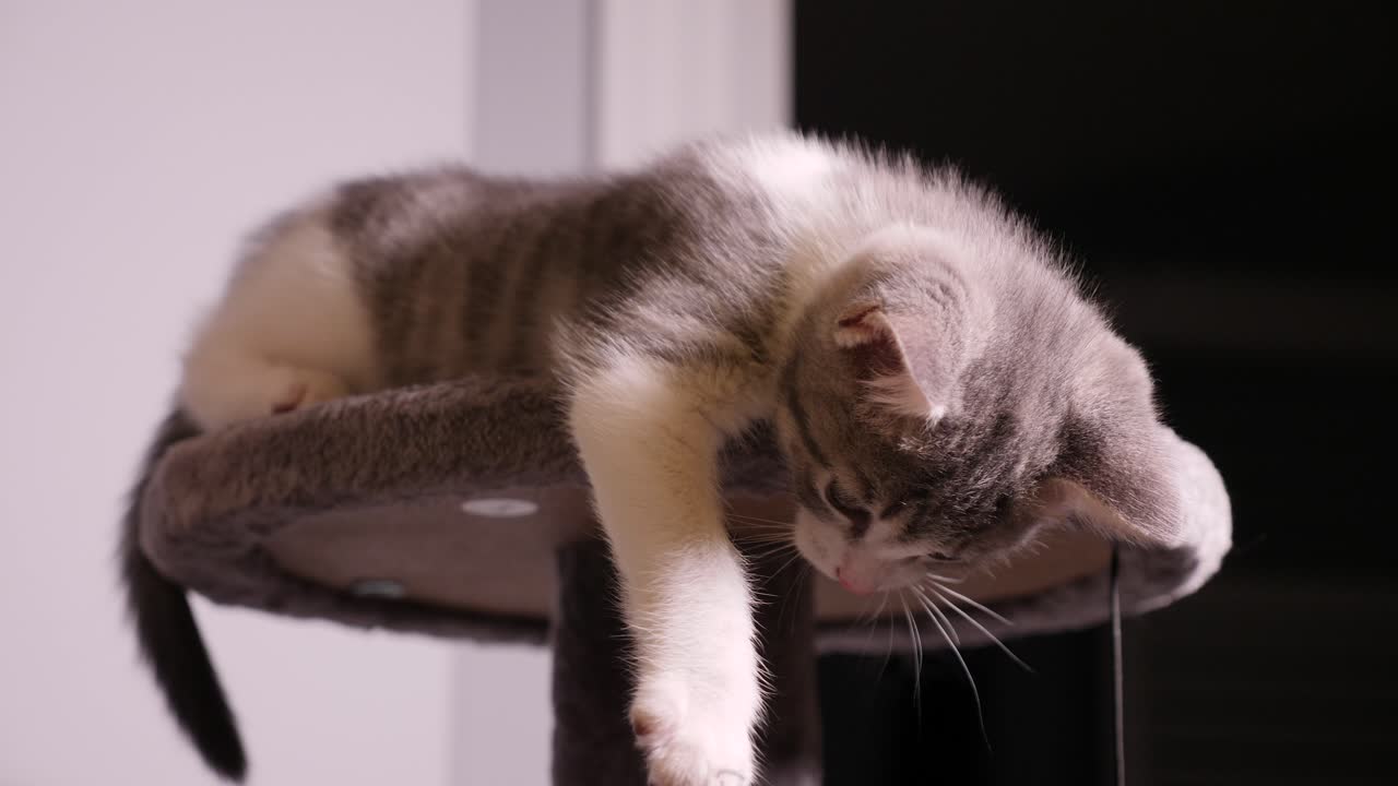 Gattino argentato a pelo corto e carino