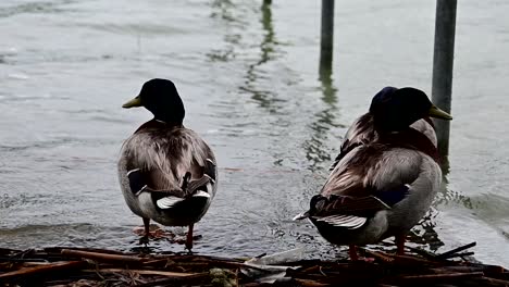 group of mallard ducks near the shore of the lake