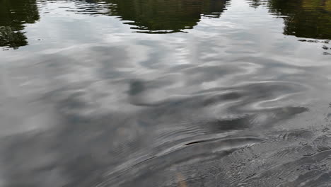 reflejos en un río tranquilo