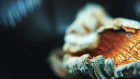 a macro close up rotating shot of a magical psychoactive psilocybin hallucination dried mushroom with a red bown cap, studio lighting, 4k video