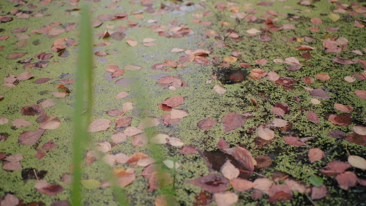 Autumn pool covered with fallen leaves and tiny seeds, duckweed spreading across water surface, calm forest edge scene, muted greens and browns, tranquil nature texture ideal for meditation