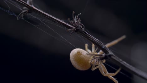 Araña-Cangrejo-Arrastrándose-Contra-El-Fondo-Bokeh