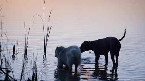 Two-dogs-drink-lake-water-on-sunset.-Couple-pedigree-pet-standing-in-pond.