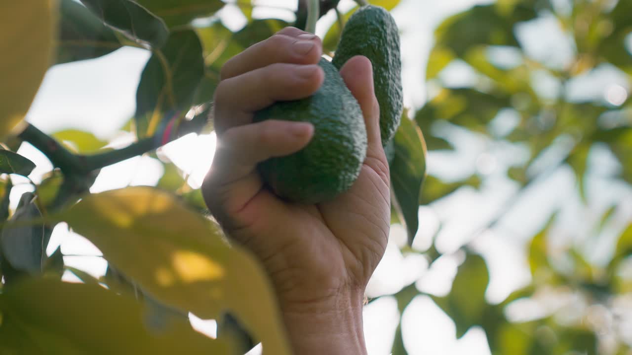 un hermoso par de aguacates cuelgan del árbol, la mano se extiende y lo tira con firmeza