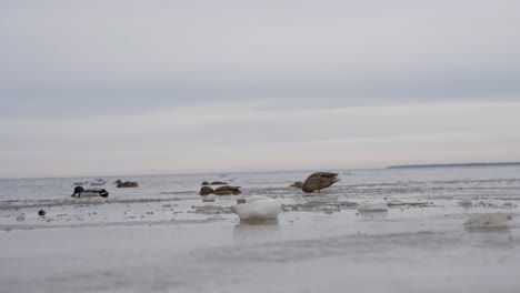 Ducks-gracefully-glide-from-icy-lake's-surface-into-water