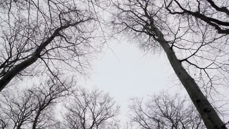 dramatic looking beech trees waving in strong wind