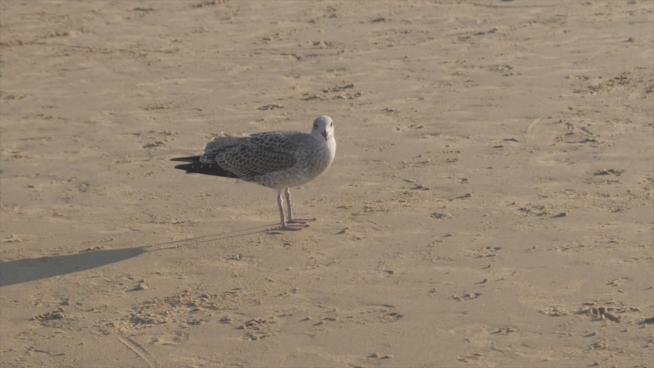 Seabird eating at the beach in Portugal