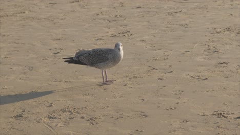 seabird eating at the beach in portugal