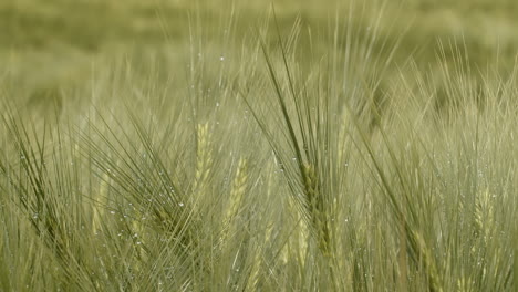 morning dew sparkles on green wheat stalks and grass in field