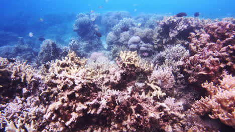 vibrant underwater coral reef