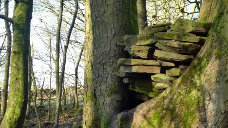 Mossy-woodland-forest-tree-trunks,-Rocks---stones-placed-in-between-tree-trunk-wilderness