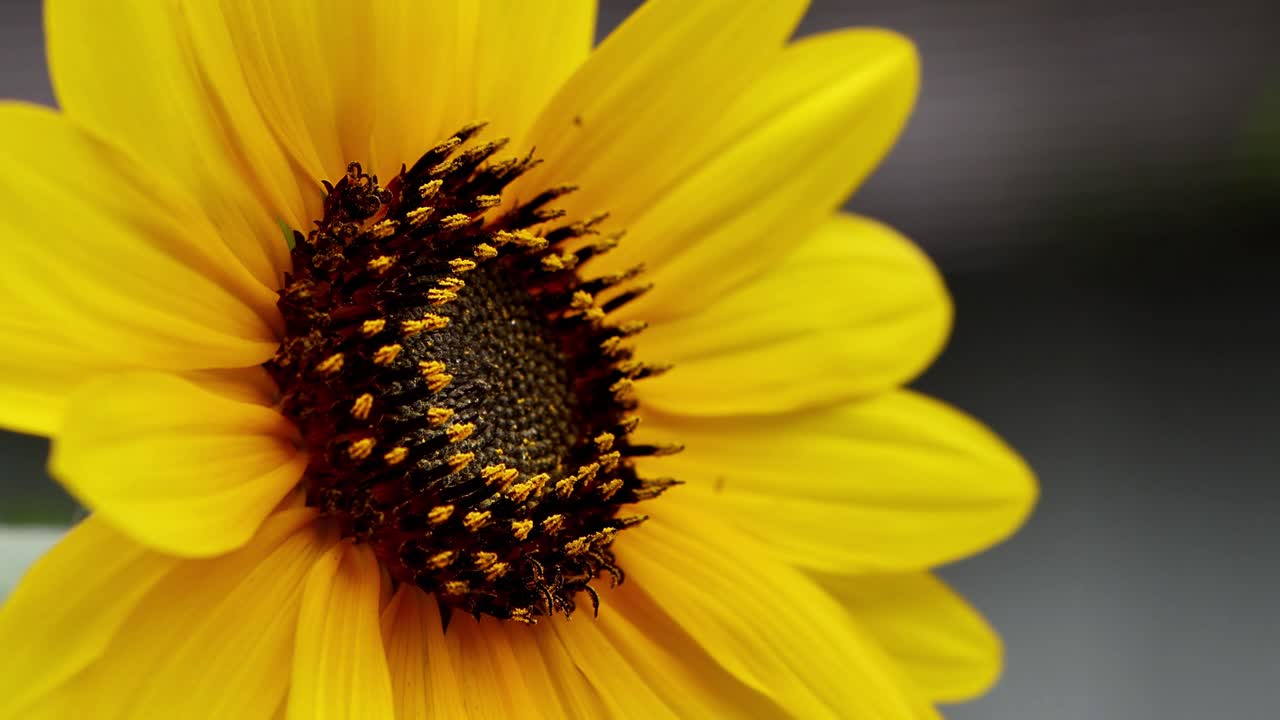 la hermosa vista en yokohama