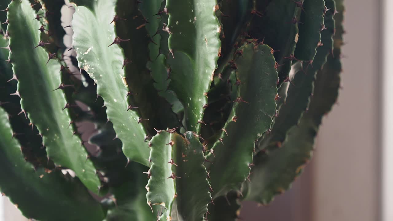 Primo piano di una pianta di cactus Euphorbia