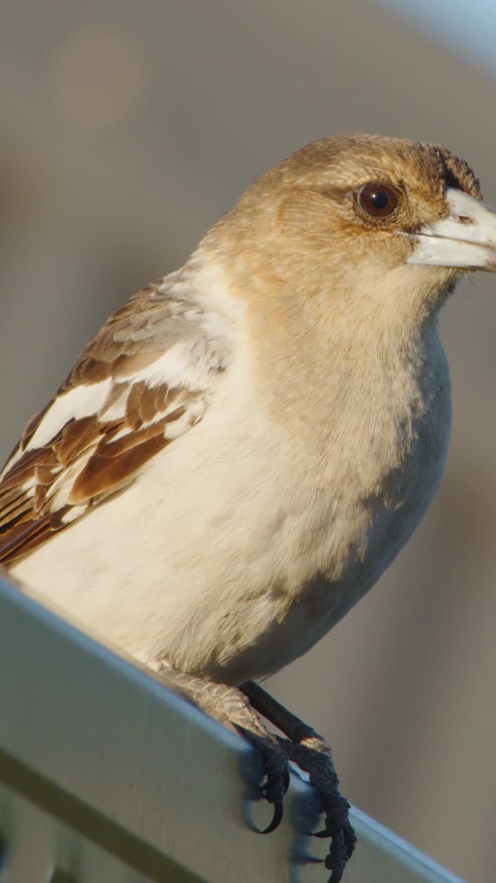 A butcher bird sits alert on a metal railing, looking around in warm sunlight