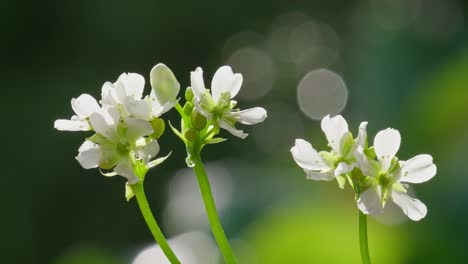 venus flytrap flowers and stems. dionaea muscipula