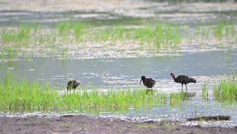 glossy ibis in natural habitat