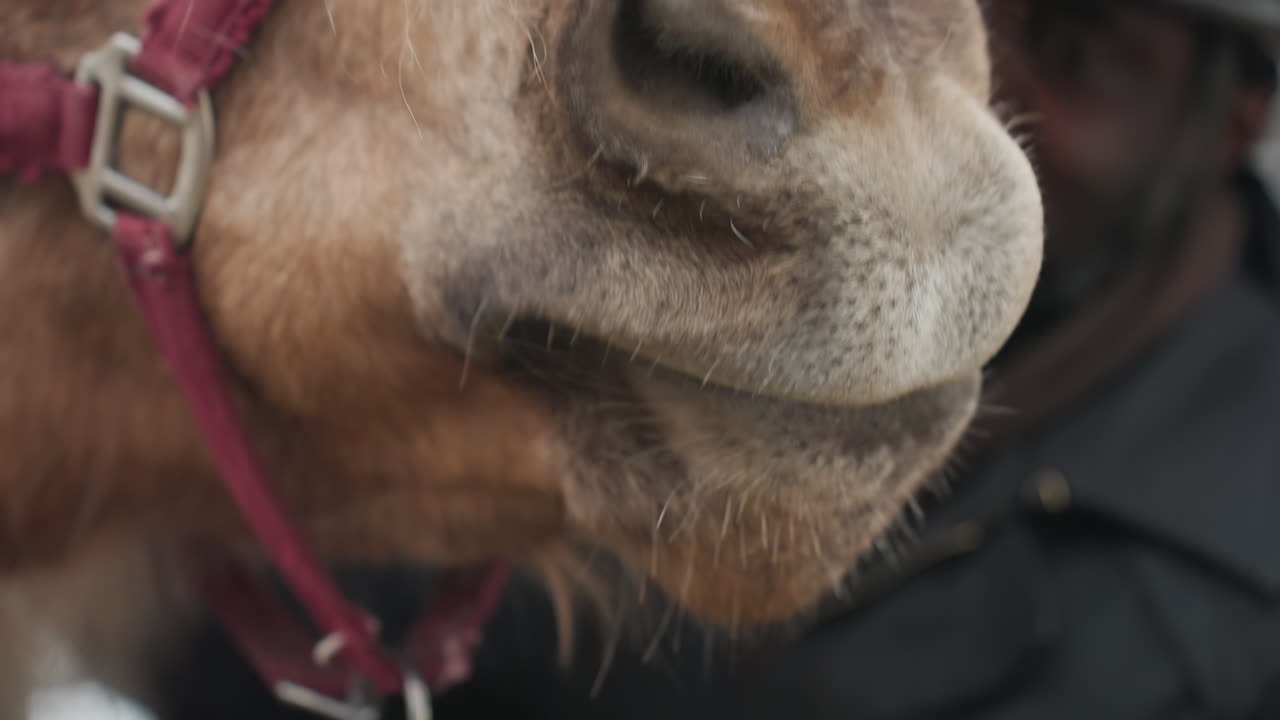 Un custode osserva un pony divertente che dimostra movimenti energici della mascella con attenzione, esilarante primo piano di un pony impegnato in un comportamento di masticazione animato e comico osservato attentamente dal custode