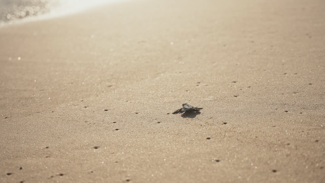 새로 태어난 작은 거북이들이 처음으로 바 ⁇ 물로 향하고 있습니다. 작은 귀여운 거북이의 가까운 모습