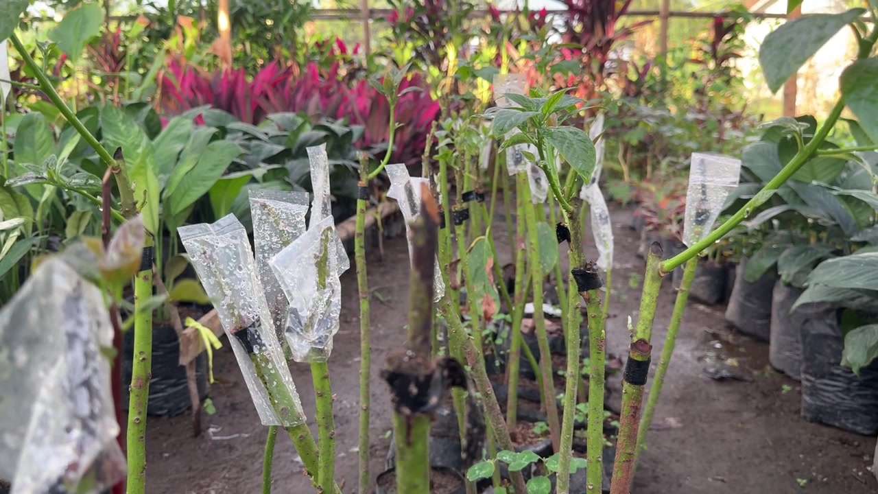 Bibit tanaman hasil okulasi tumbuh di pembibitan komersial