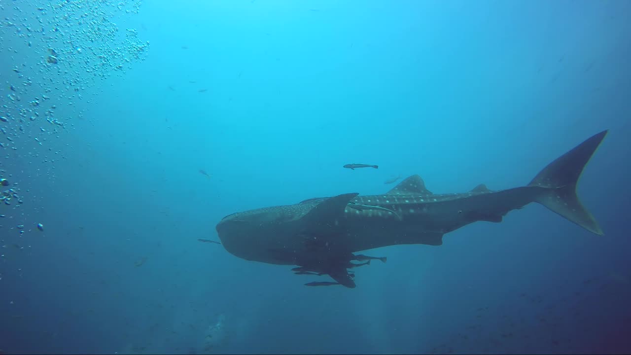 Whaleshark swimming with remora
