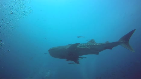 whaleshark swimming with remora