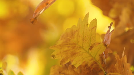 vibrant autumn leaf in focus with a golden foliage backdrop