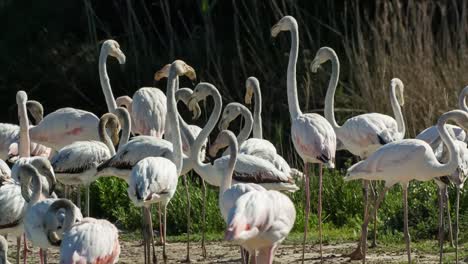 flamencos carmargue 09