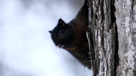 a black squirrel on a tree