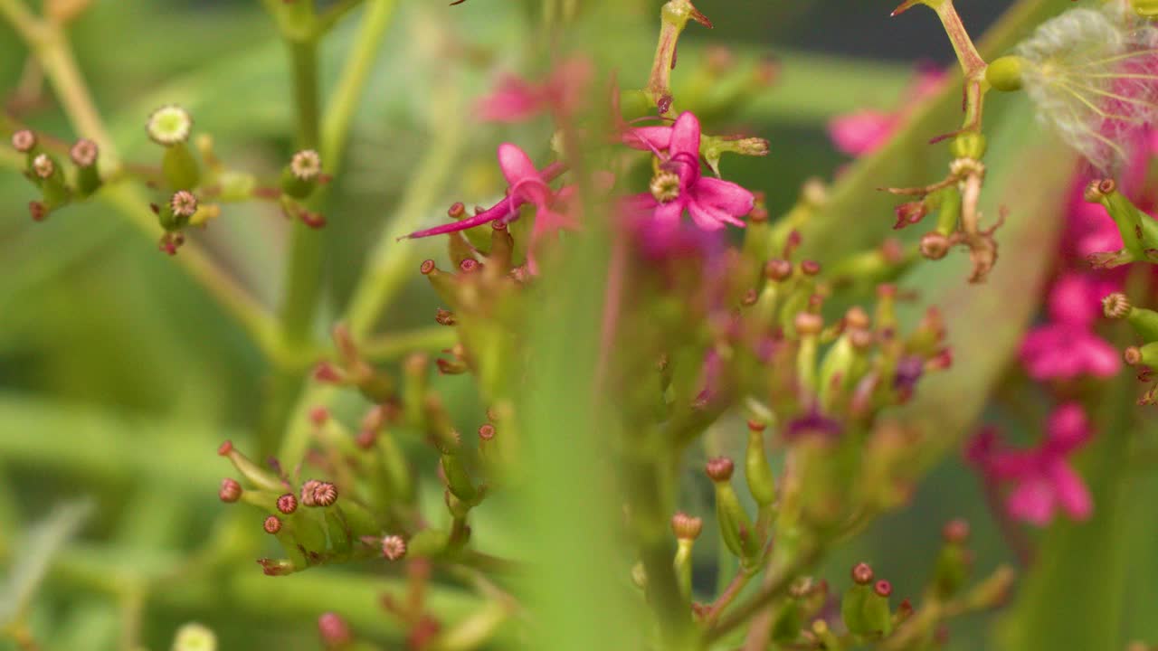 Macro view of Centranthus ruber flowers gently moving outdoors, natural daylight, shallow depth of field