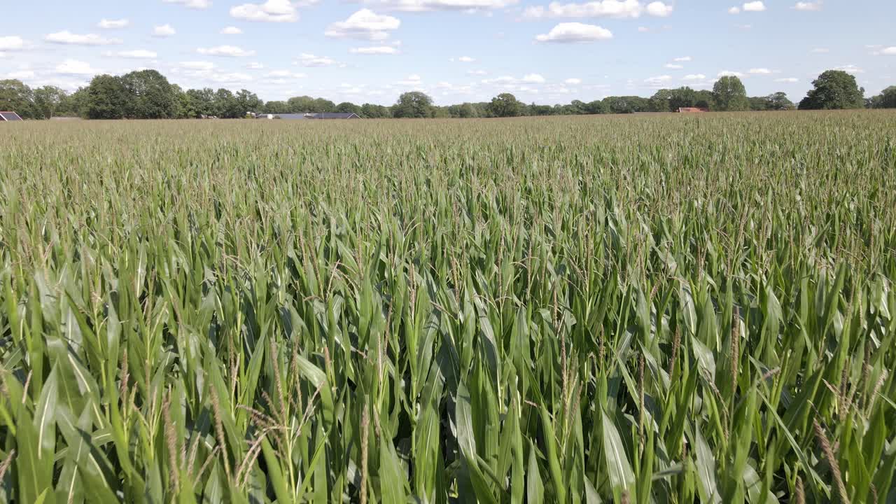 Ripresa aerea di un grande campo di mais verde nei Paesi Bassi