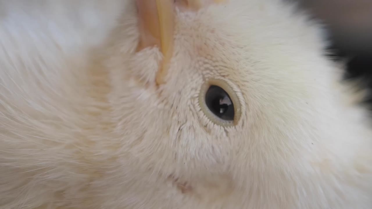 Close-up of a Baby Chick's Head and Eye