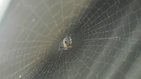 close-up of a spider weaving an intricate web