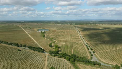 4k-Aerial-circular-motion-of-an-amazing-olive-oil-tree-farm-in-Portugal