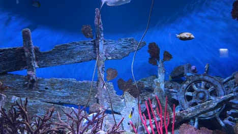 Escena-De-Acuario-Submarino-Con-Peces-Con-Decoración-De-Un-Naufragio-Hundido,-Creando-La-Ilusión-De-Una-Exploración-Del-Fondo-Del-Océano.