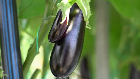 close-up of aubergine