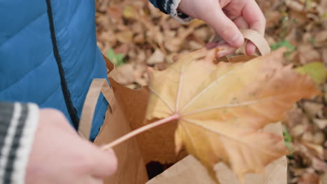 close-up of child placing vibrant autumn leaf into brown paper bag, highlighting eco-friendly activity and connection with nature among fallen leaves and greenery in an outdoor setting